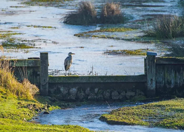 Апартаменты Seabird Зандфорт