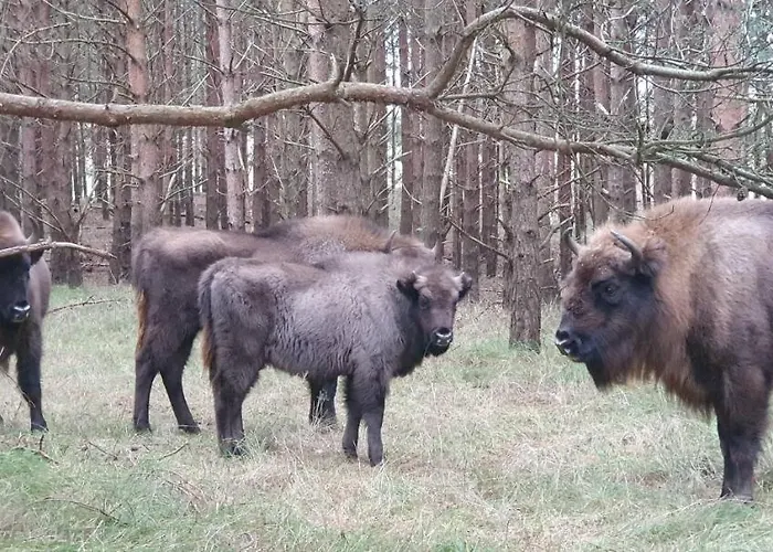 Seabird Зандфорт