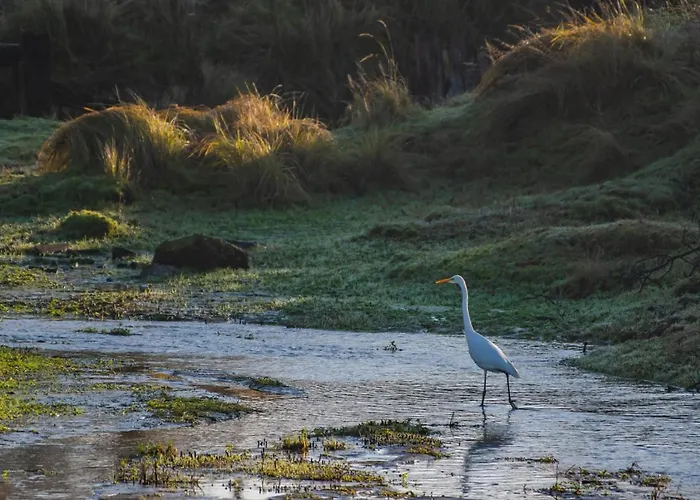 Seabird * Зандфорт