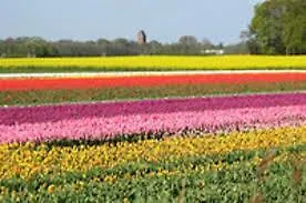 Апартаменты Seabird Зандфорт